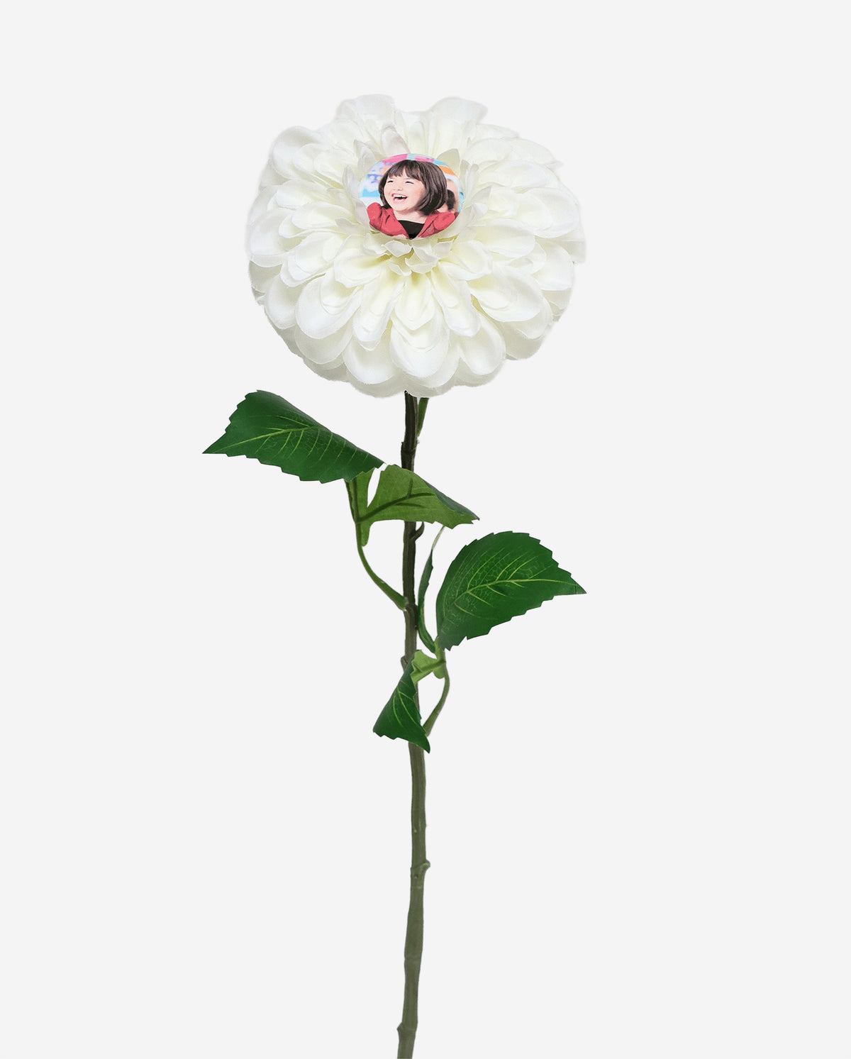 White Dahlia - Poppers sold separately
