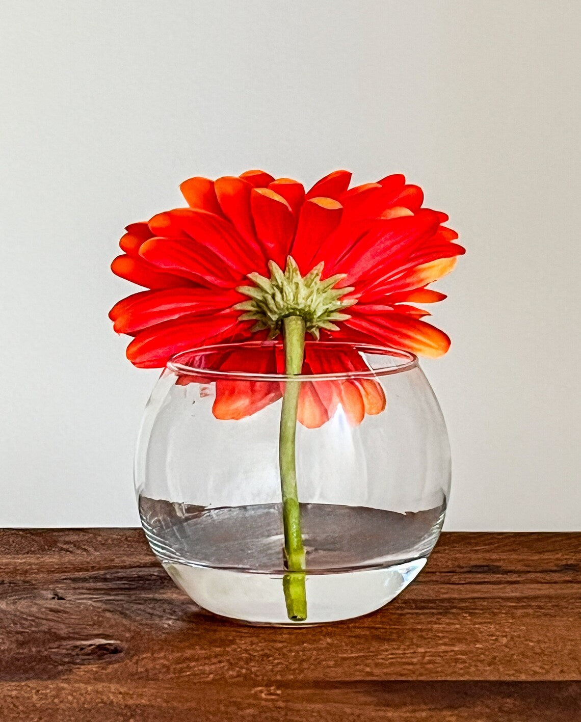Daisy Flower Popper In Glass Vase